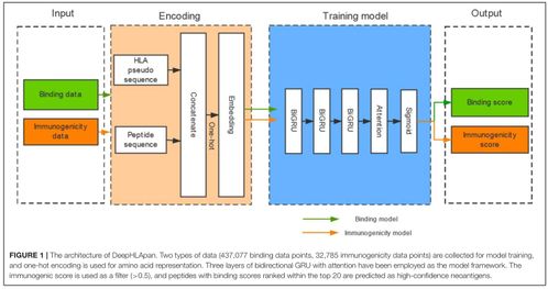 山東大學2019級軟件工程應用與實踐 基于人工智能的多肽藥物分析的人工智能基礎軟件開發